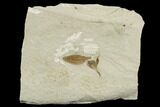 Fossil Seed Pod And Flower- Green River Formation, Utah #108828-1